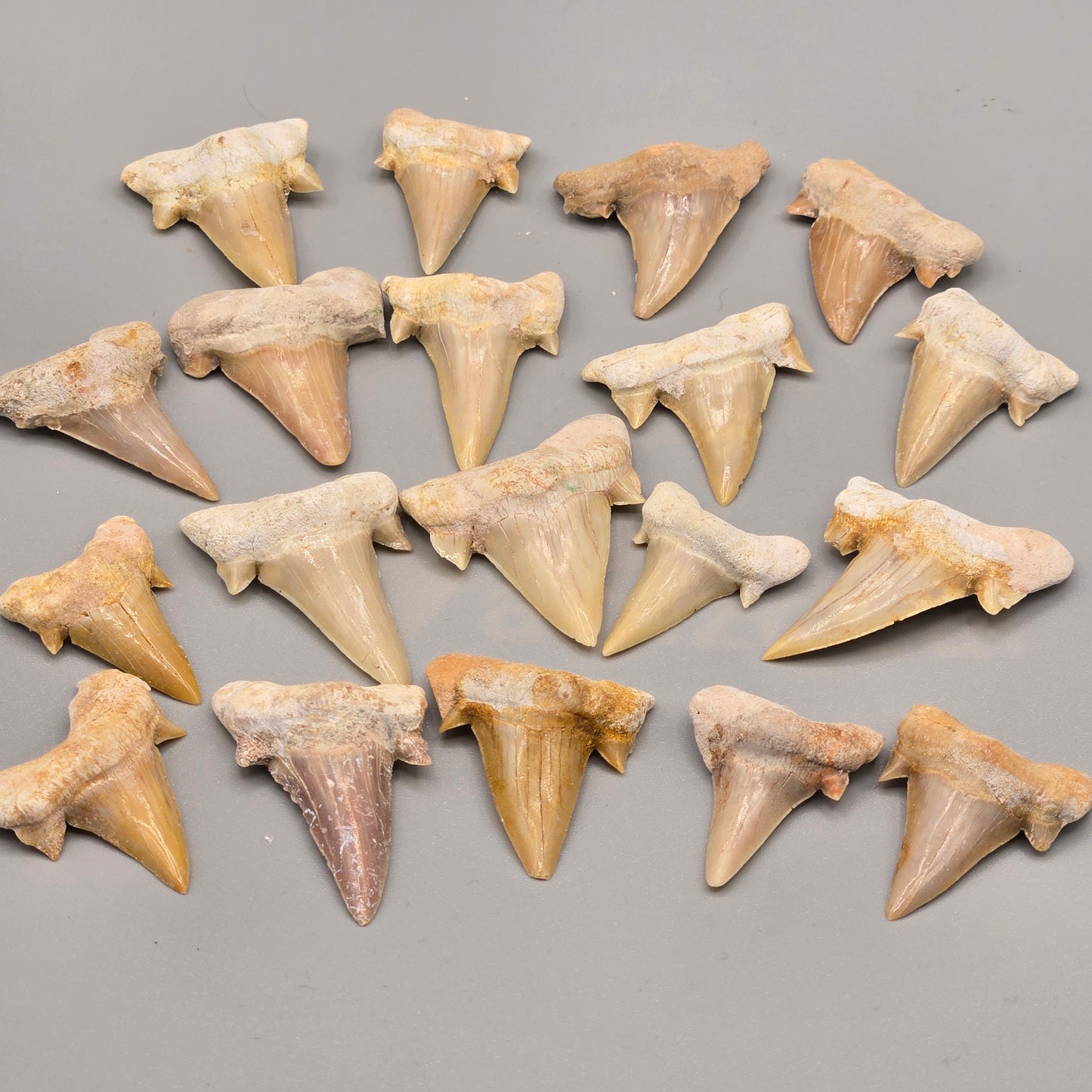 Shark Tooth