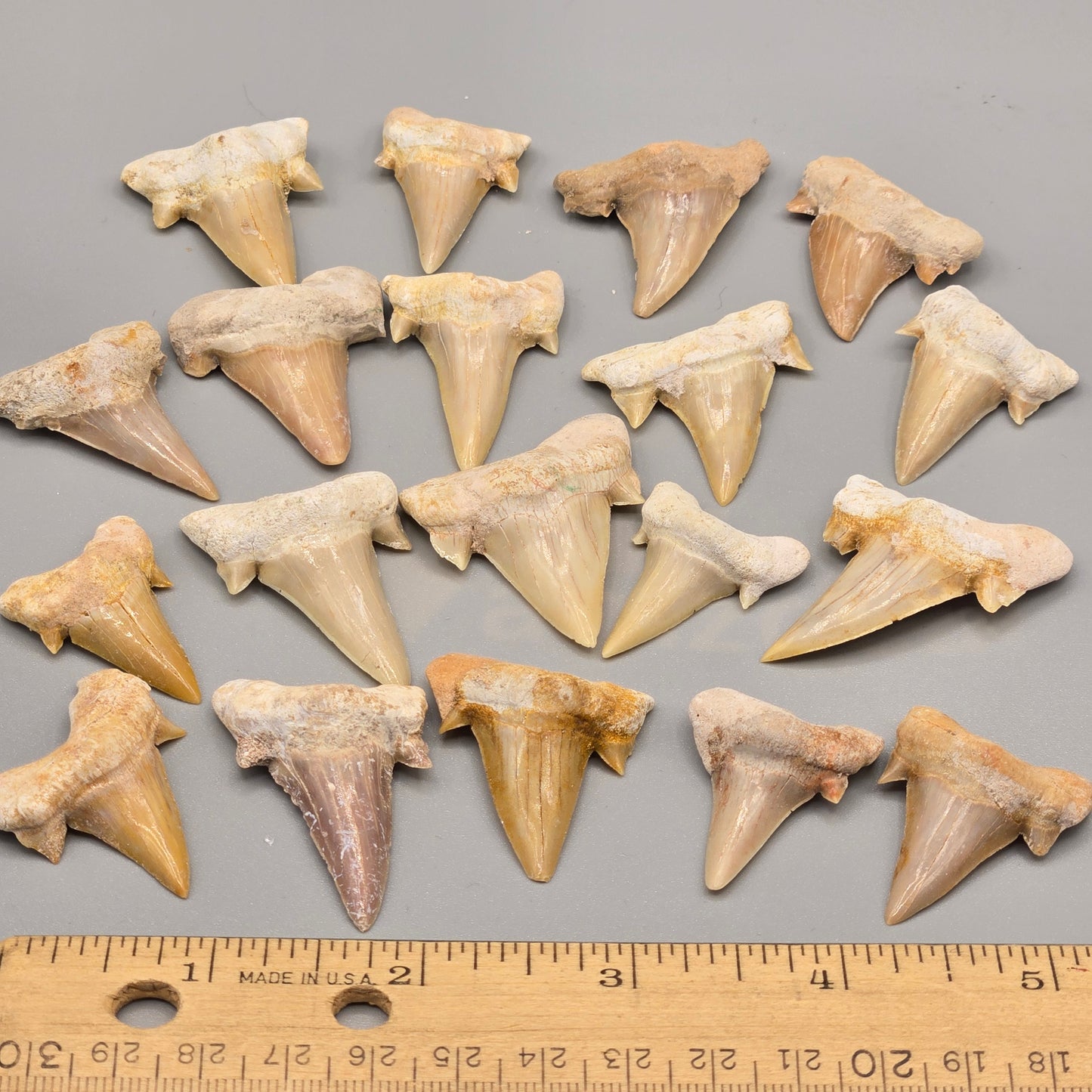 Shark Tooth