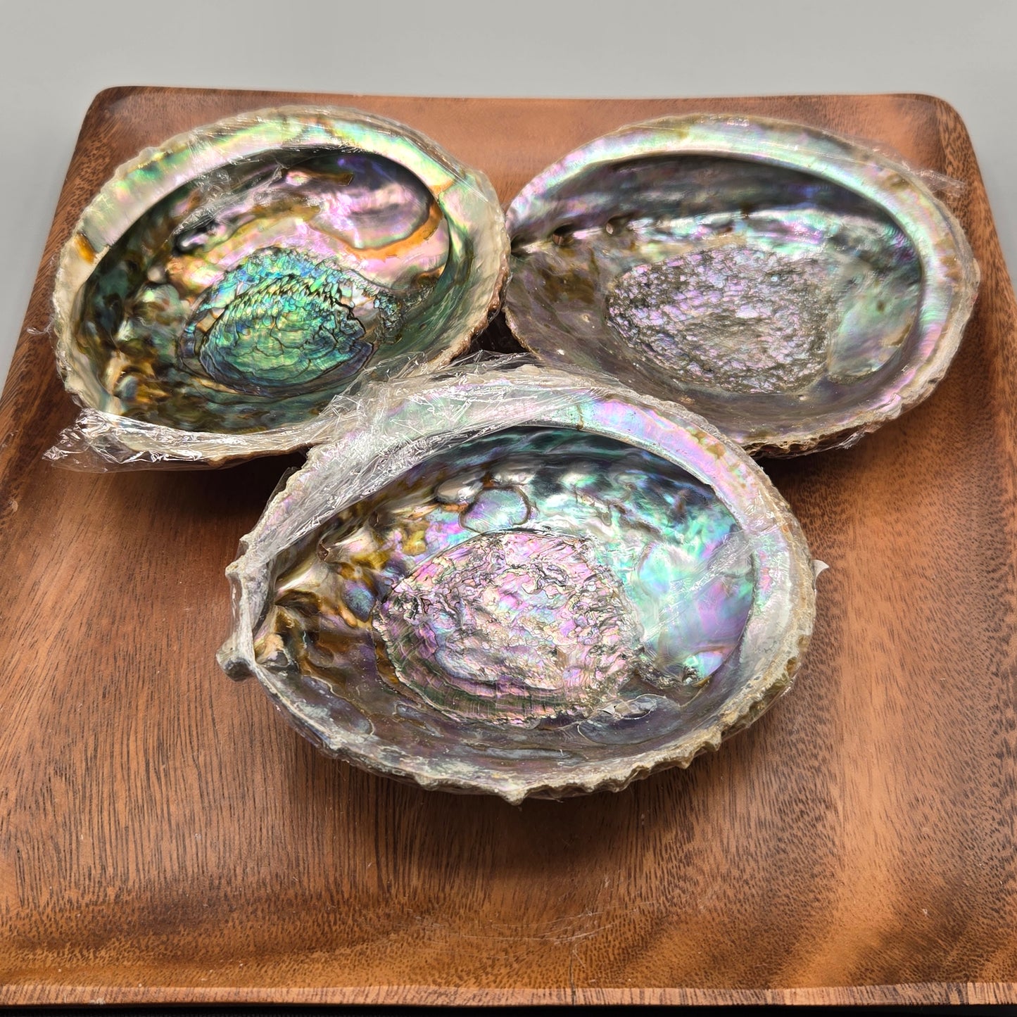 Abalone Shell