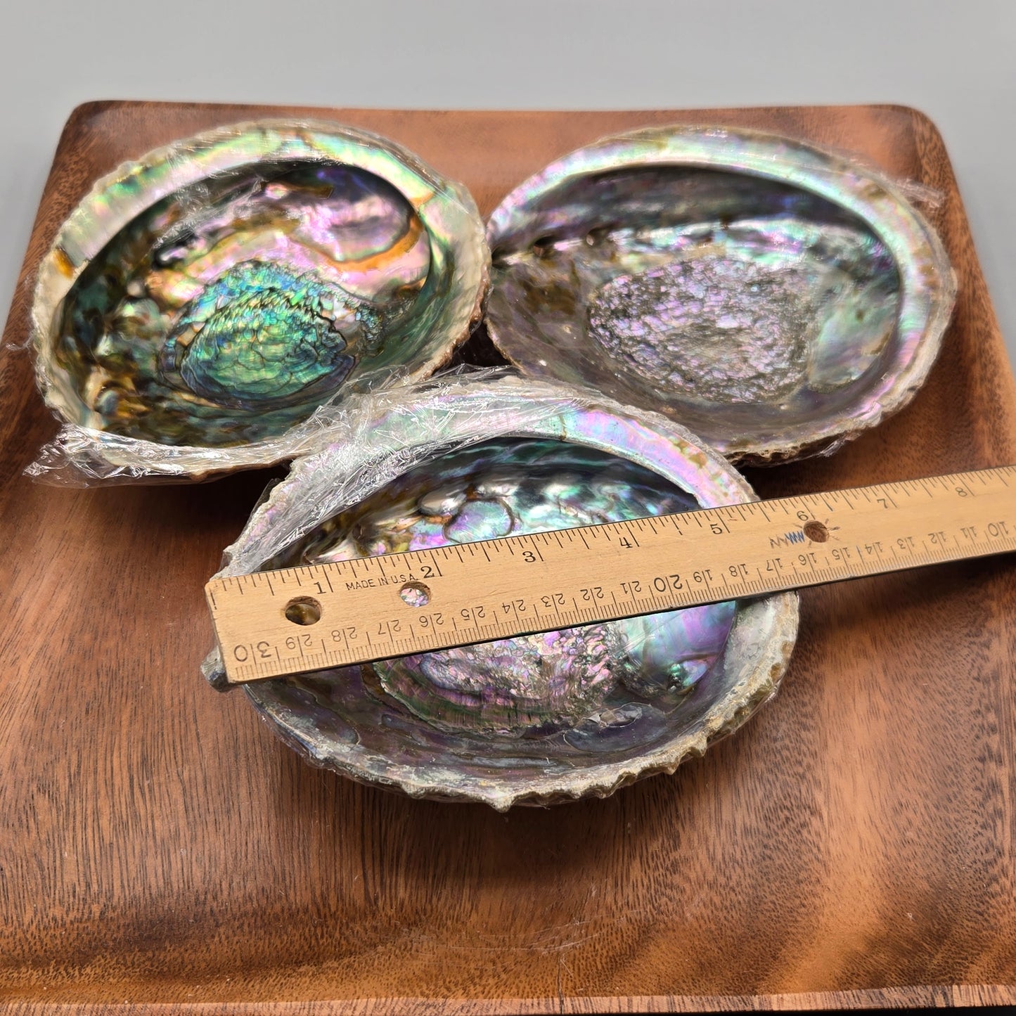 Abalone Shell