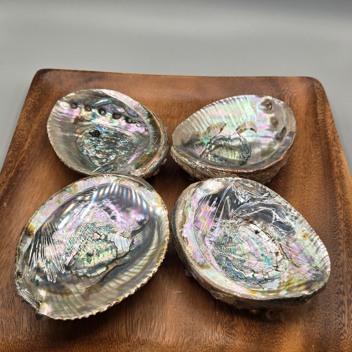 Abalone Shell