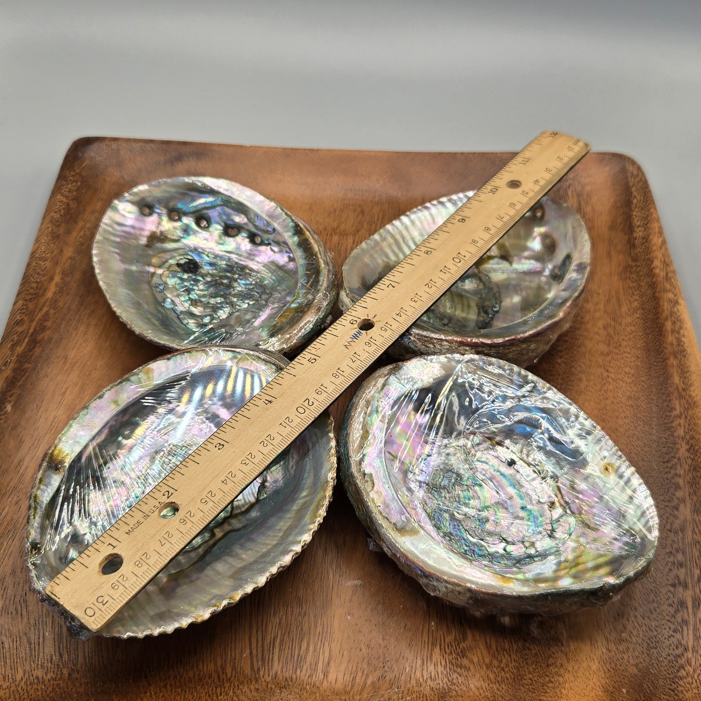 Abalone Shell