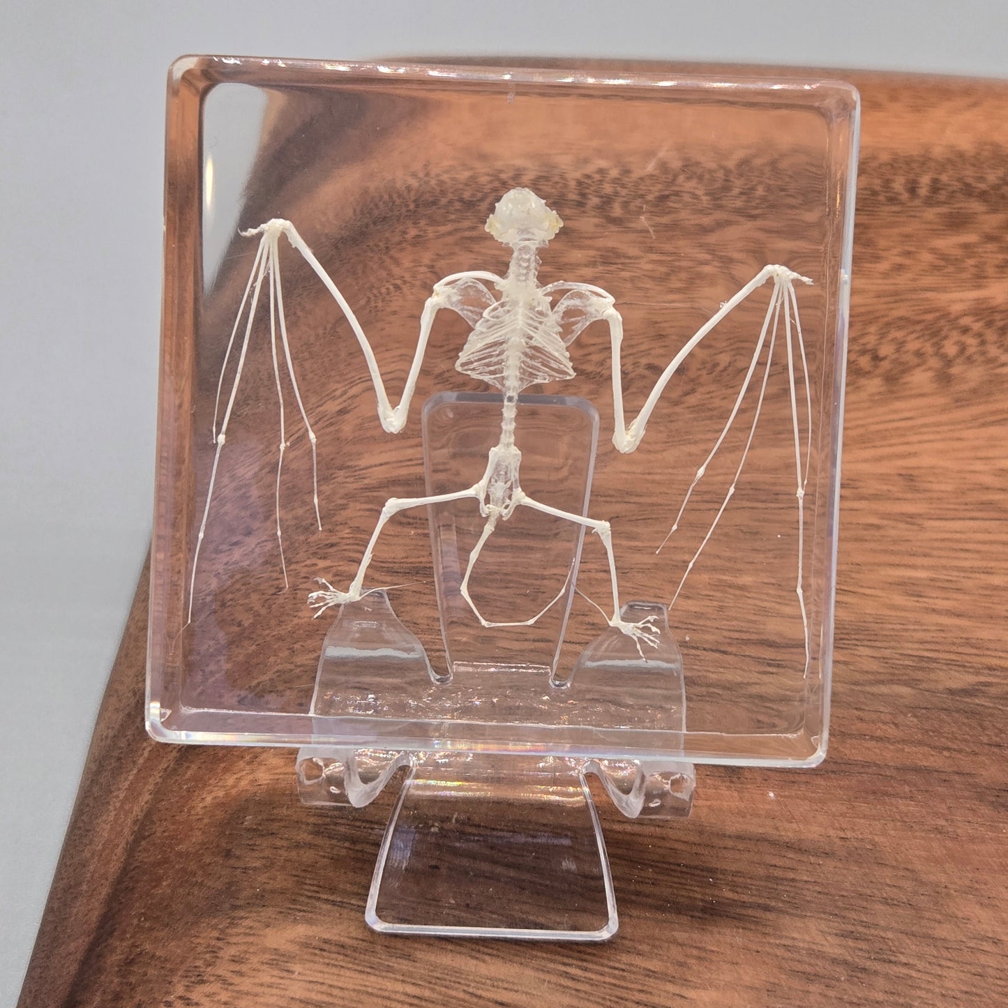 Resin Bat Skeleton