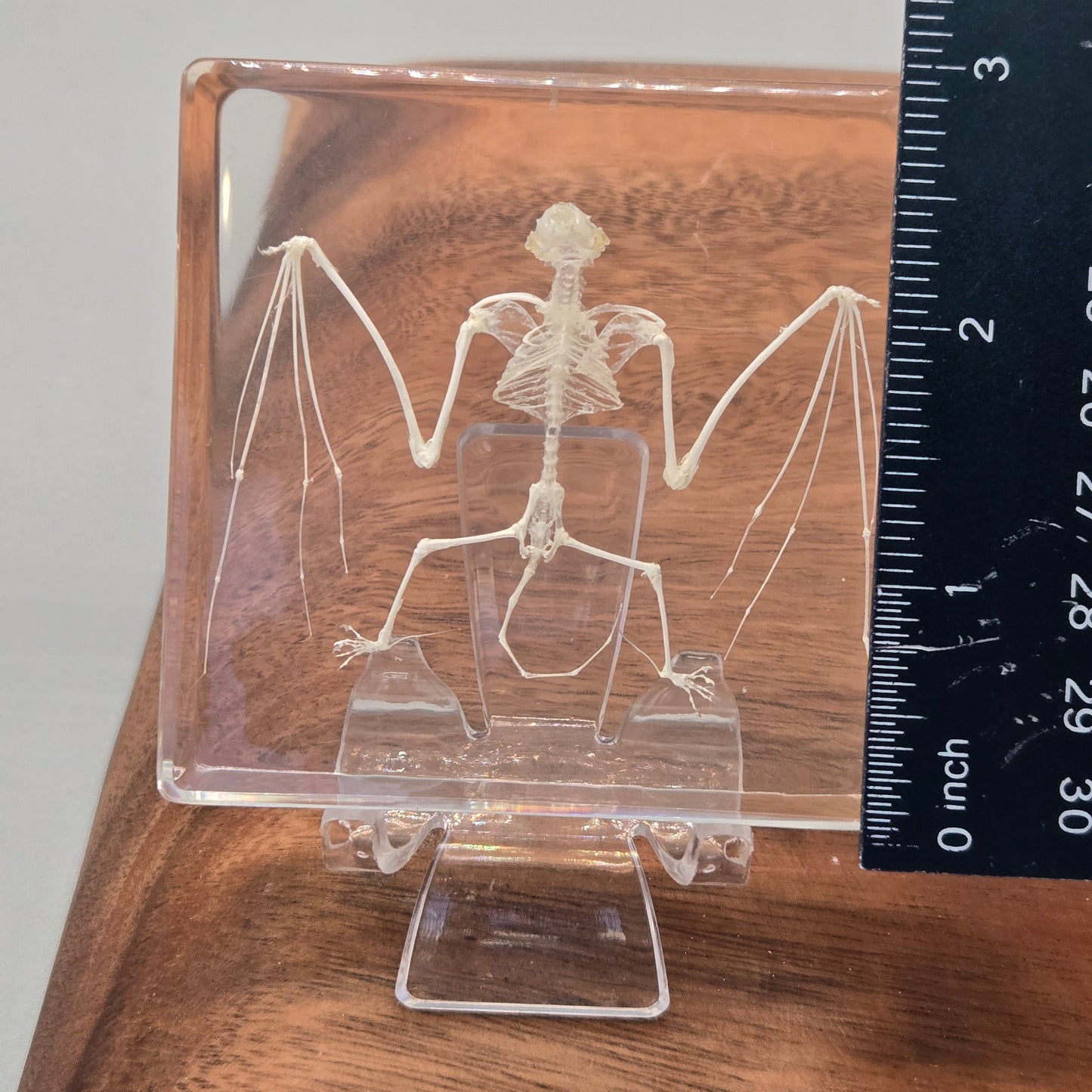 Resin Bat Skeleton