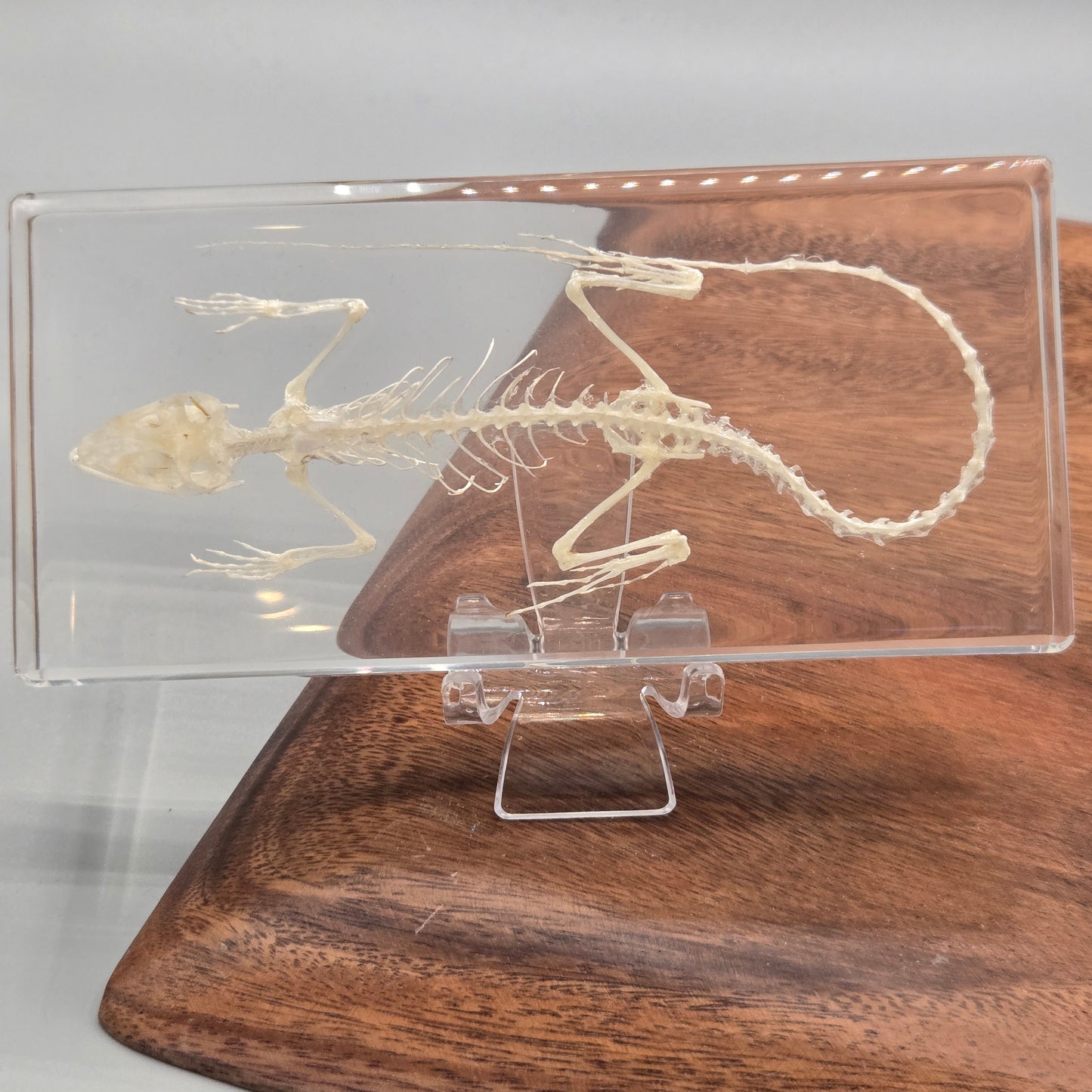 Resin Lizard Skeleton