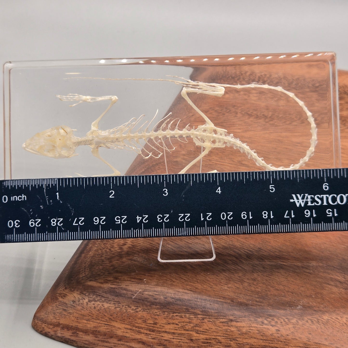 Resin Lizard Skeleton