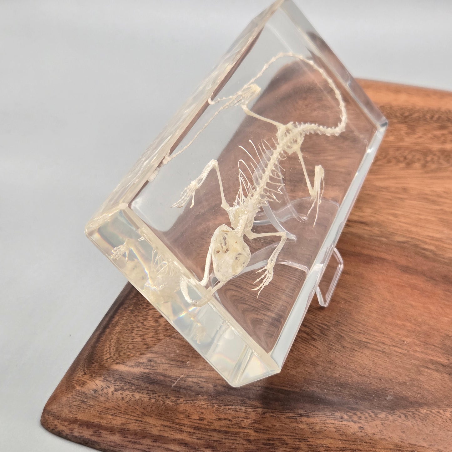 Resin Lizard Skeleton