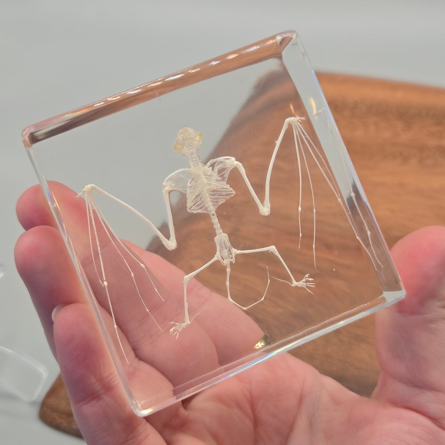 Resin Bat Skeleton