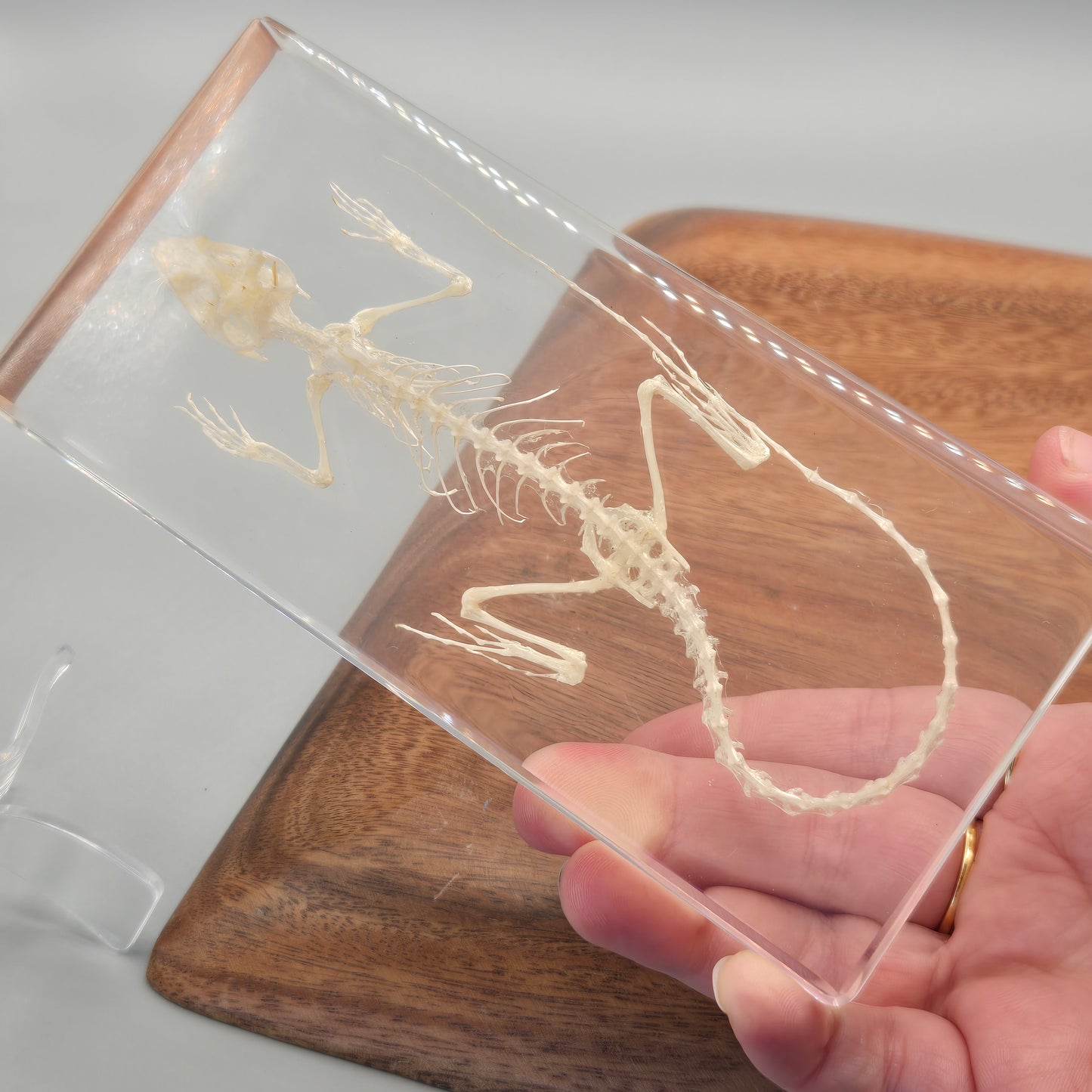 Resin Lizard Skeleton