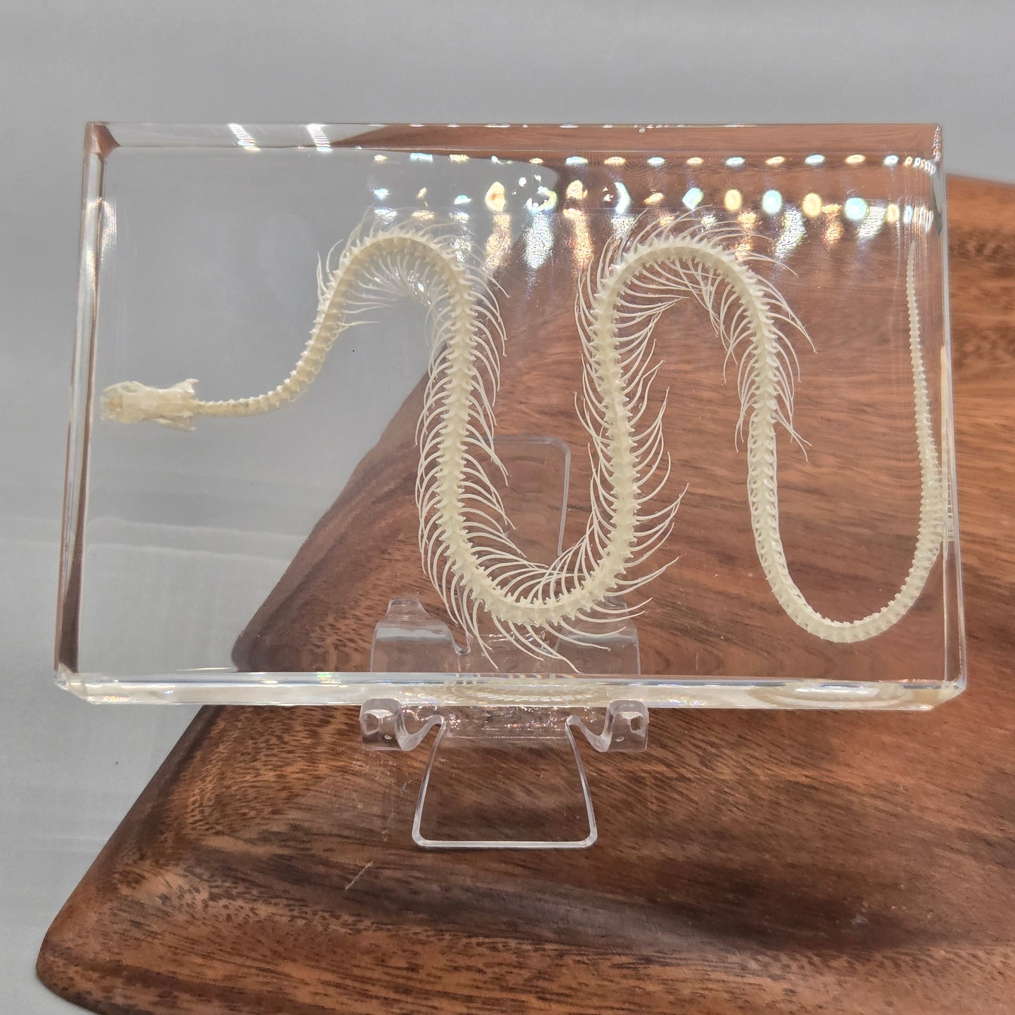 Resin Snake Skeleton