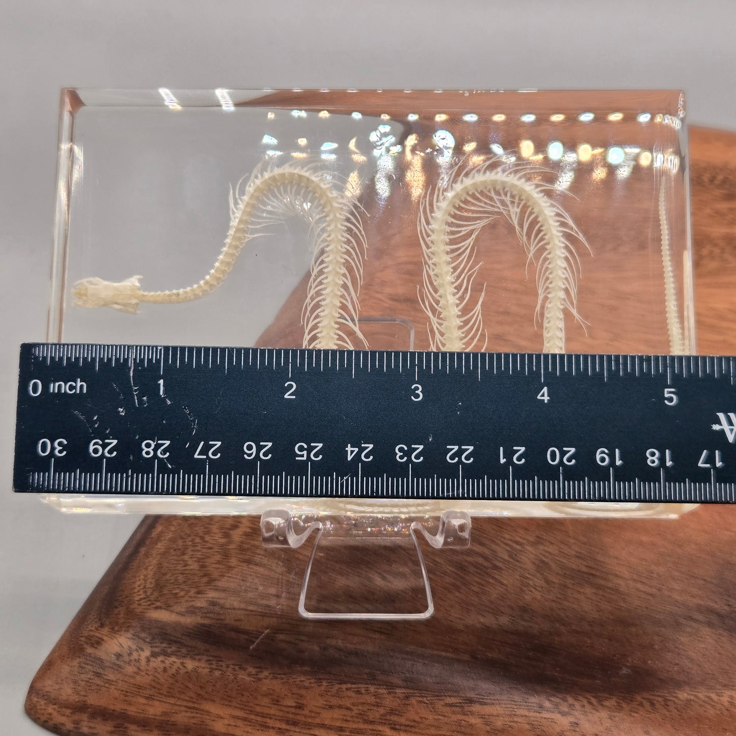Resin Snake Skeleton