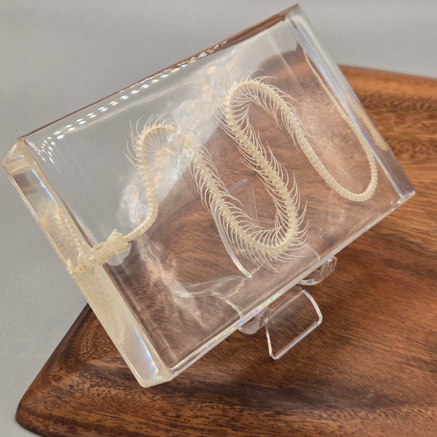 Resin Snake Skeleton
