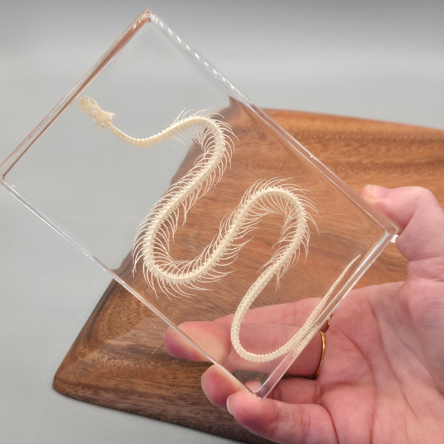 Resin Snake Skeleton