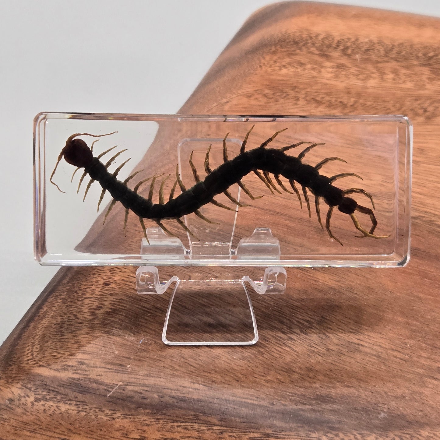 Resin Chinese Red-Headed Centipede