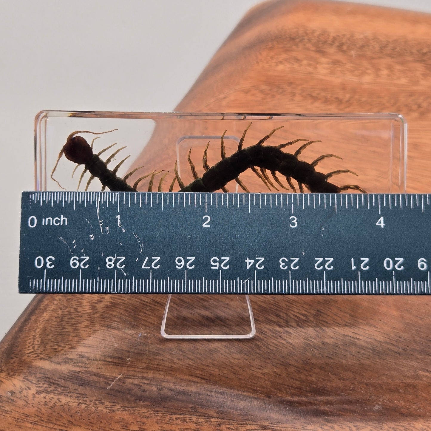 Resin Chinese Red-Headed Centipede