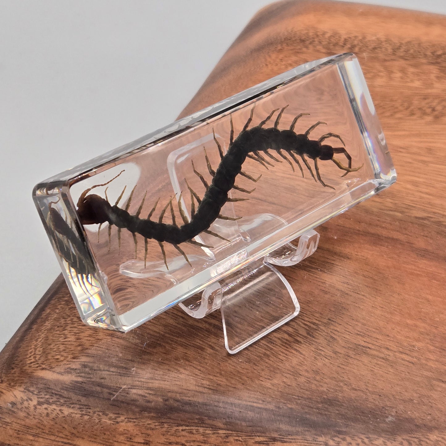 Resin Chinese Red-Headed Centipede