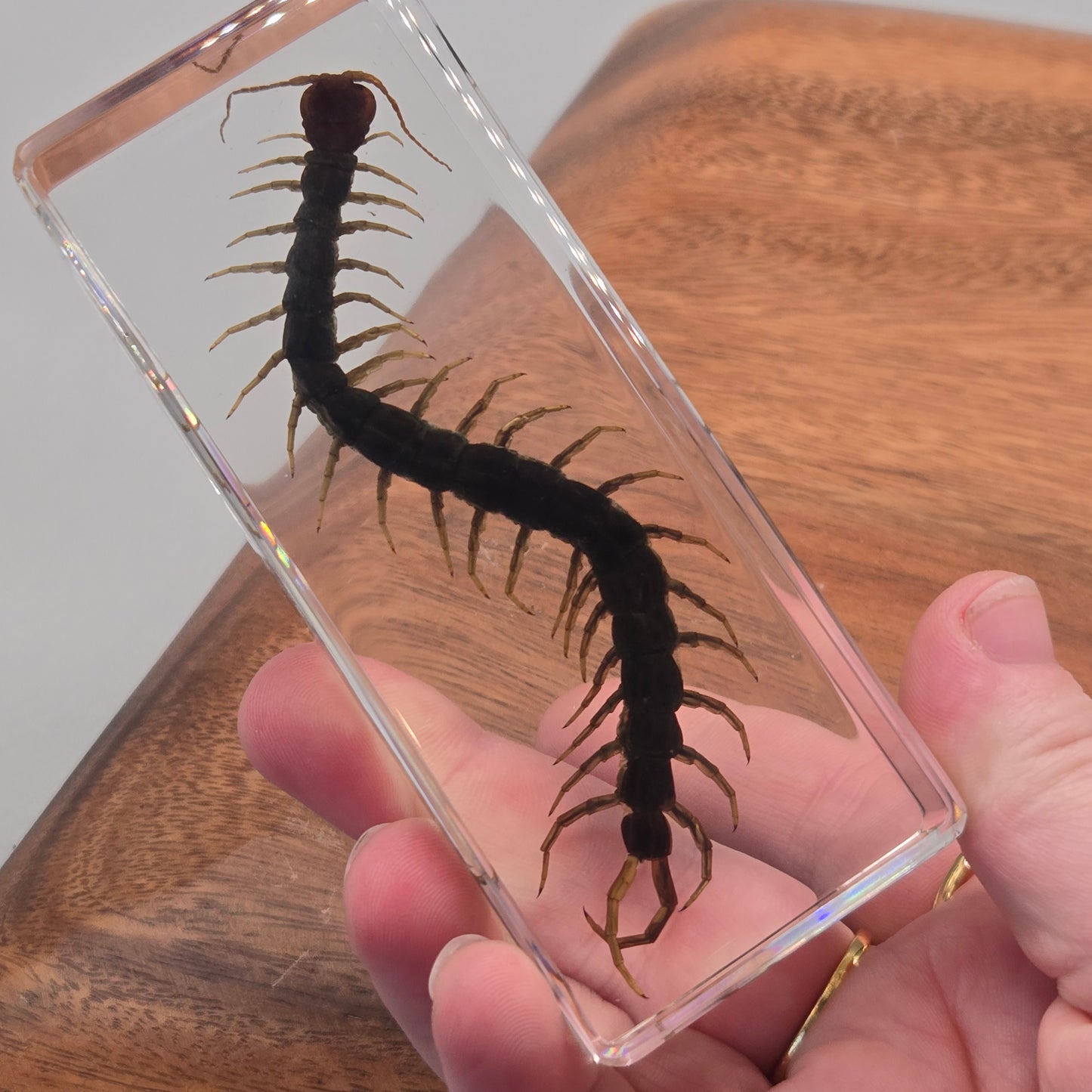 Resin Chinese Red-Headed Centipede