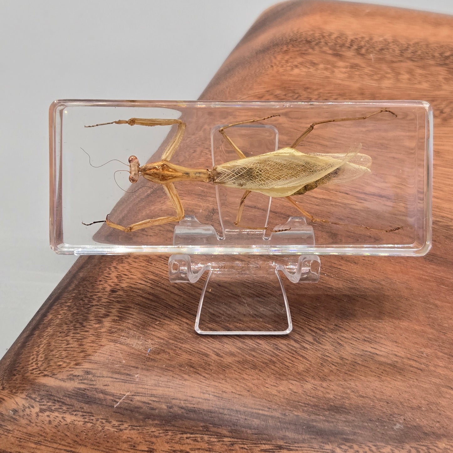 Resin Praying Mantis