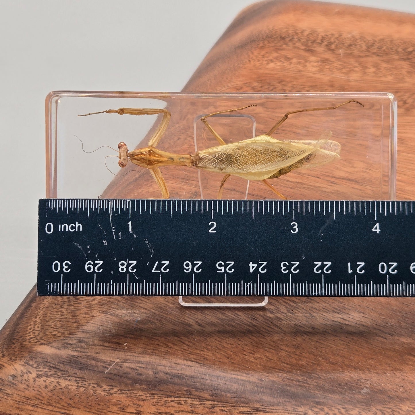 Resin Praying Mantis