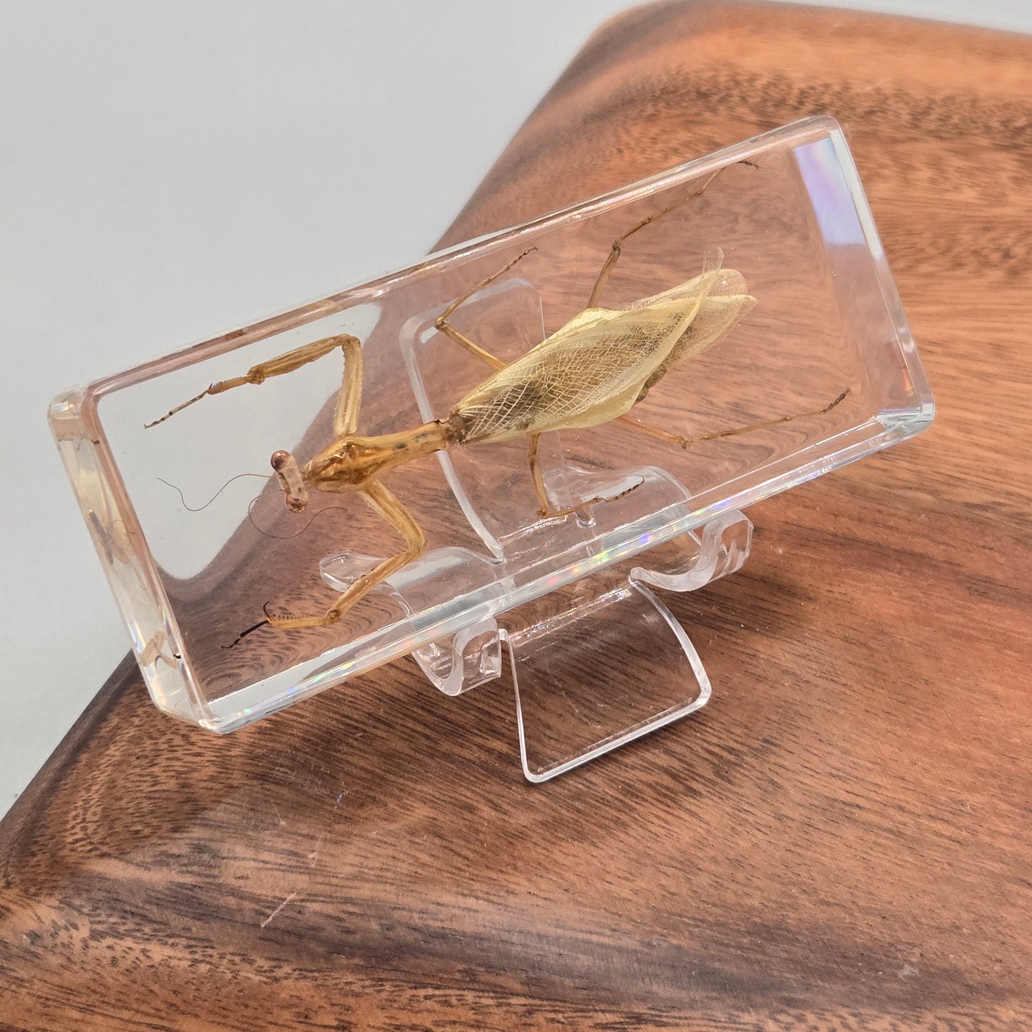 Resin Praying Mantis