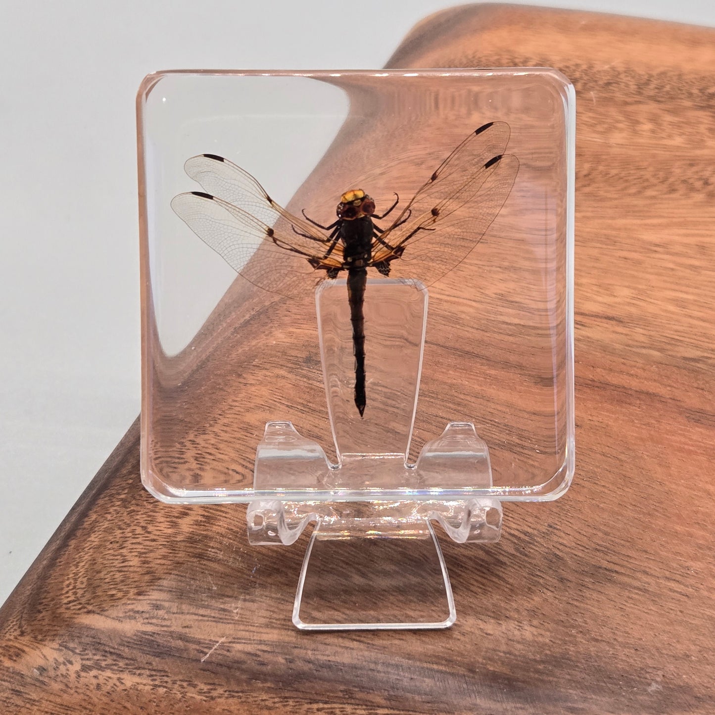 Resin Dragonfly