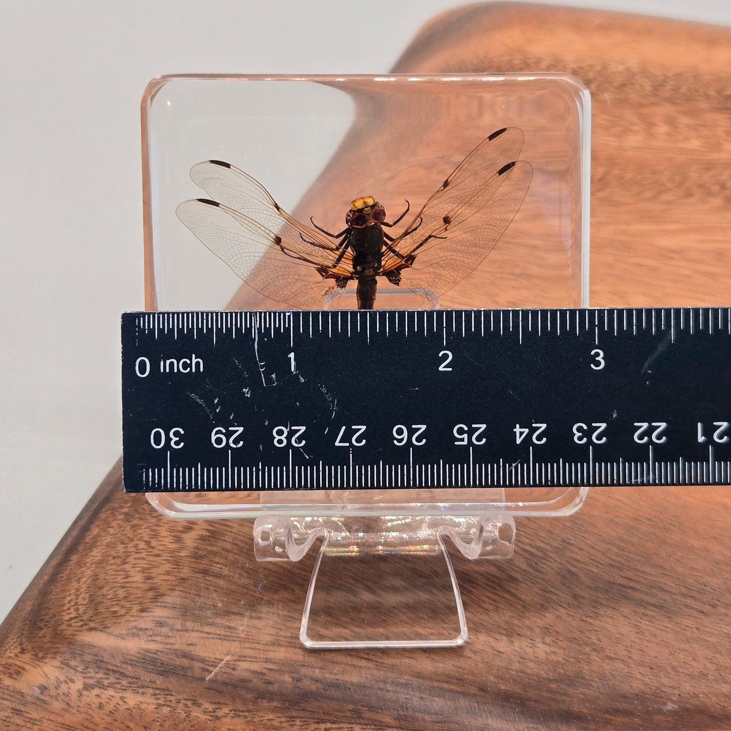 Resin Dragonfly
