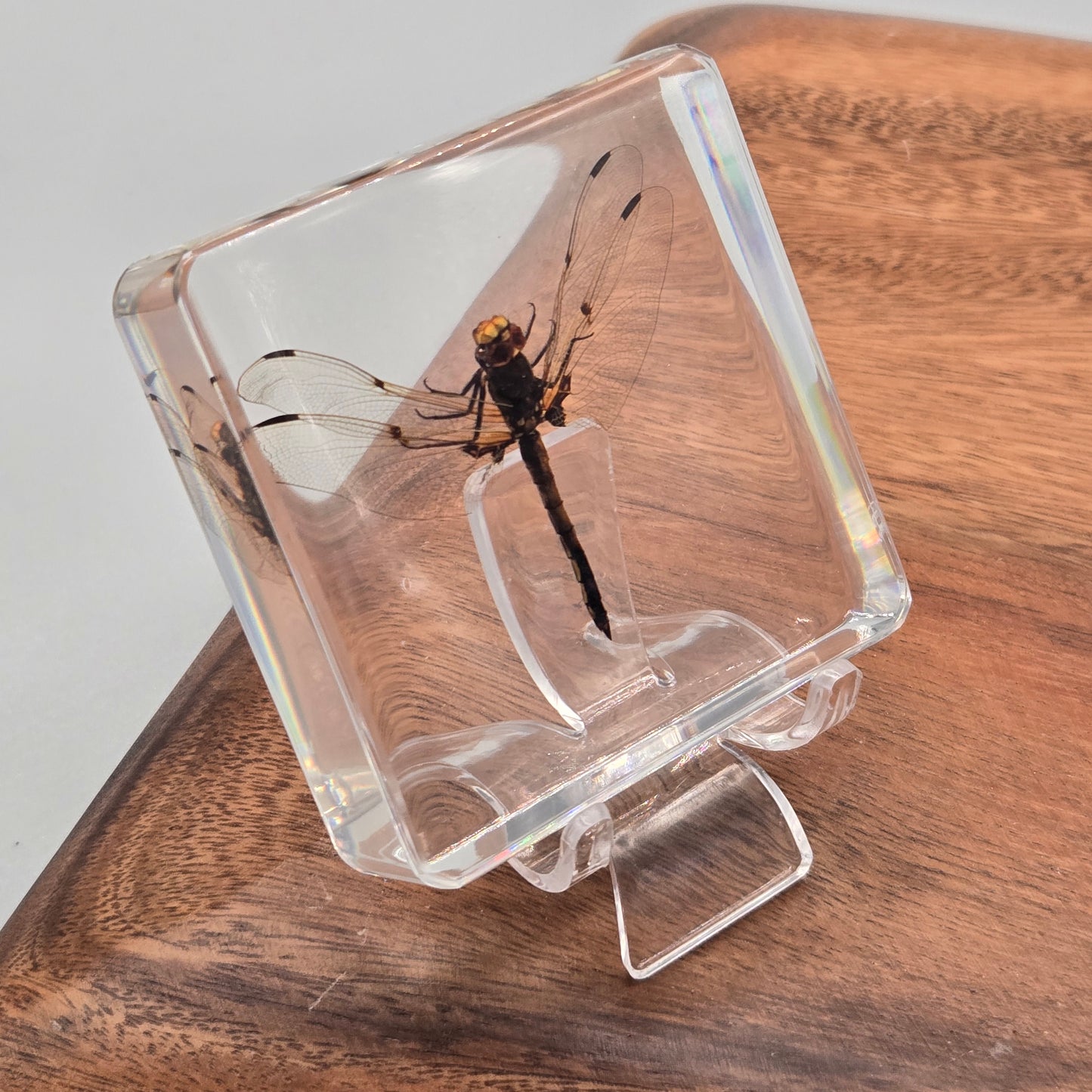 Resin Dragonfly