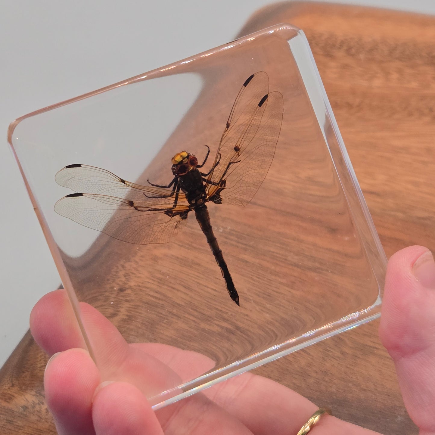 Resin Dragonfly