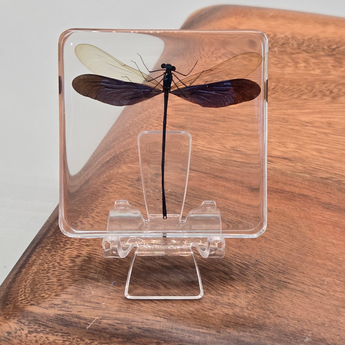 Resin Metalwing Damselfly