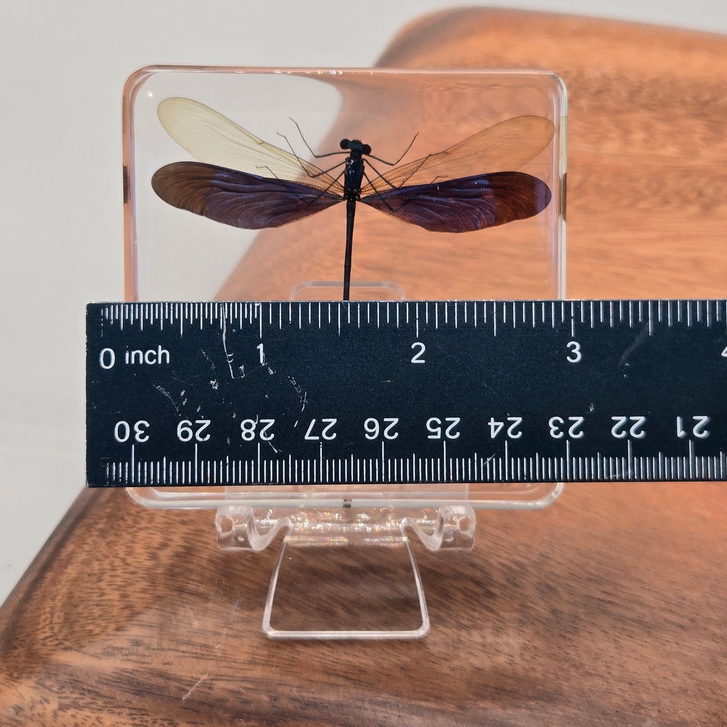 Resin Metalwing Damselfly