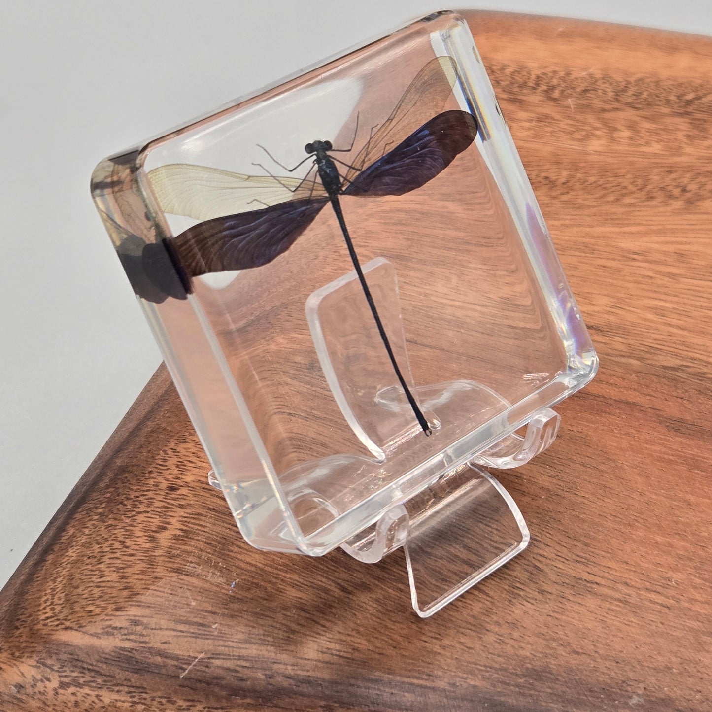Resin Metalwing Damselfly