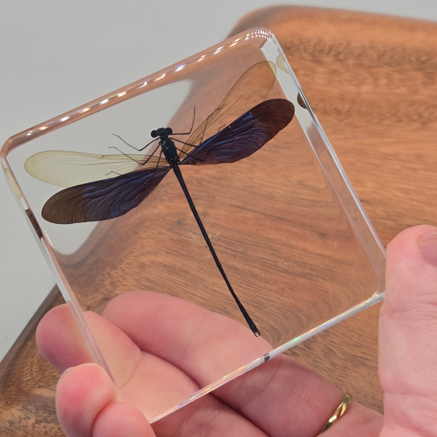 Resin Metalwing Damselfly