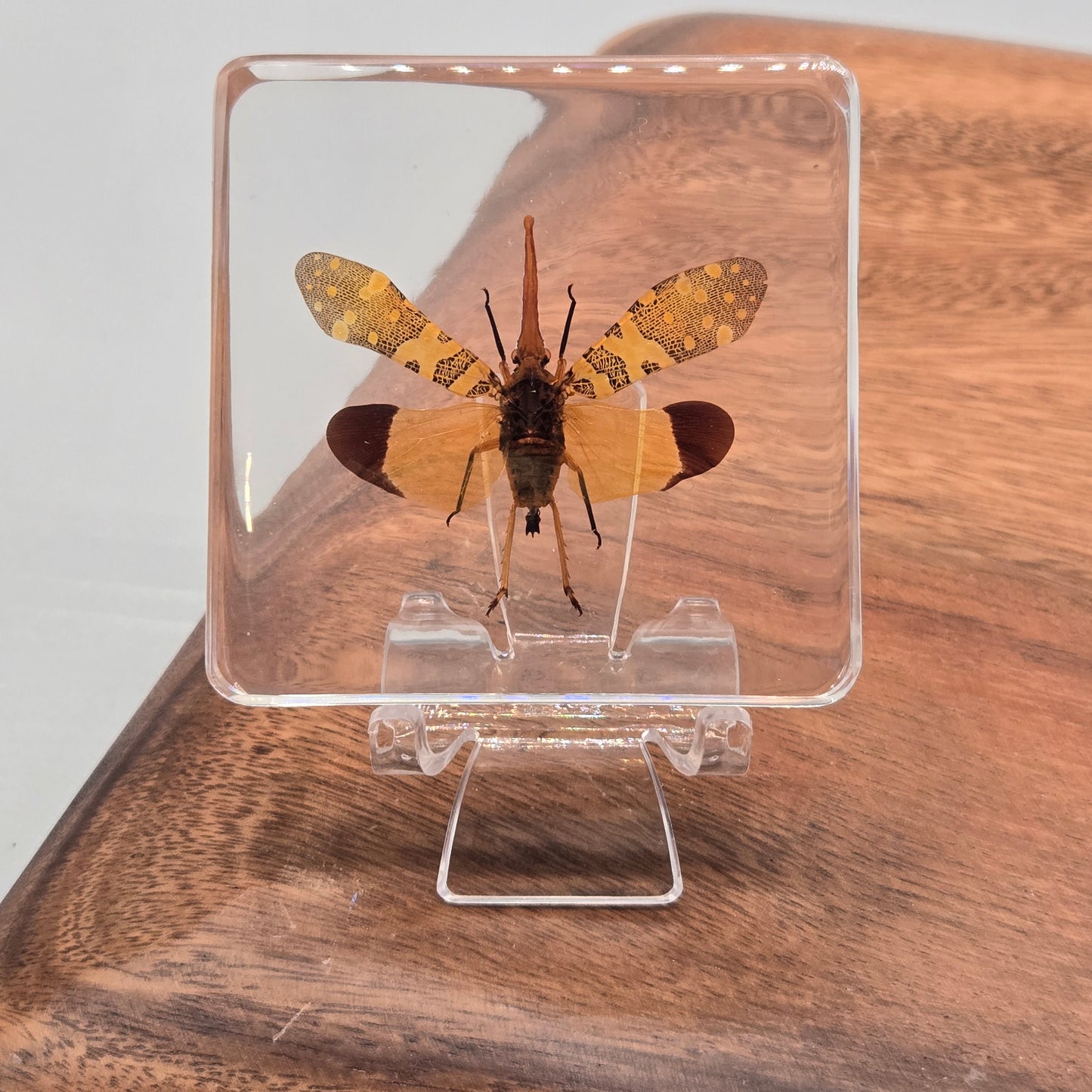 Resin Lanternfly