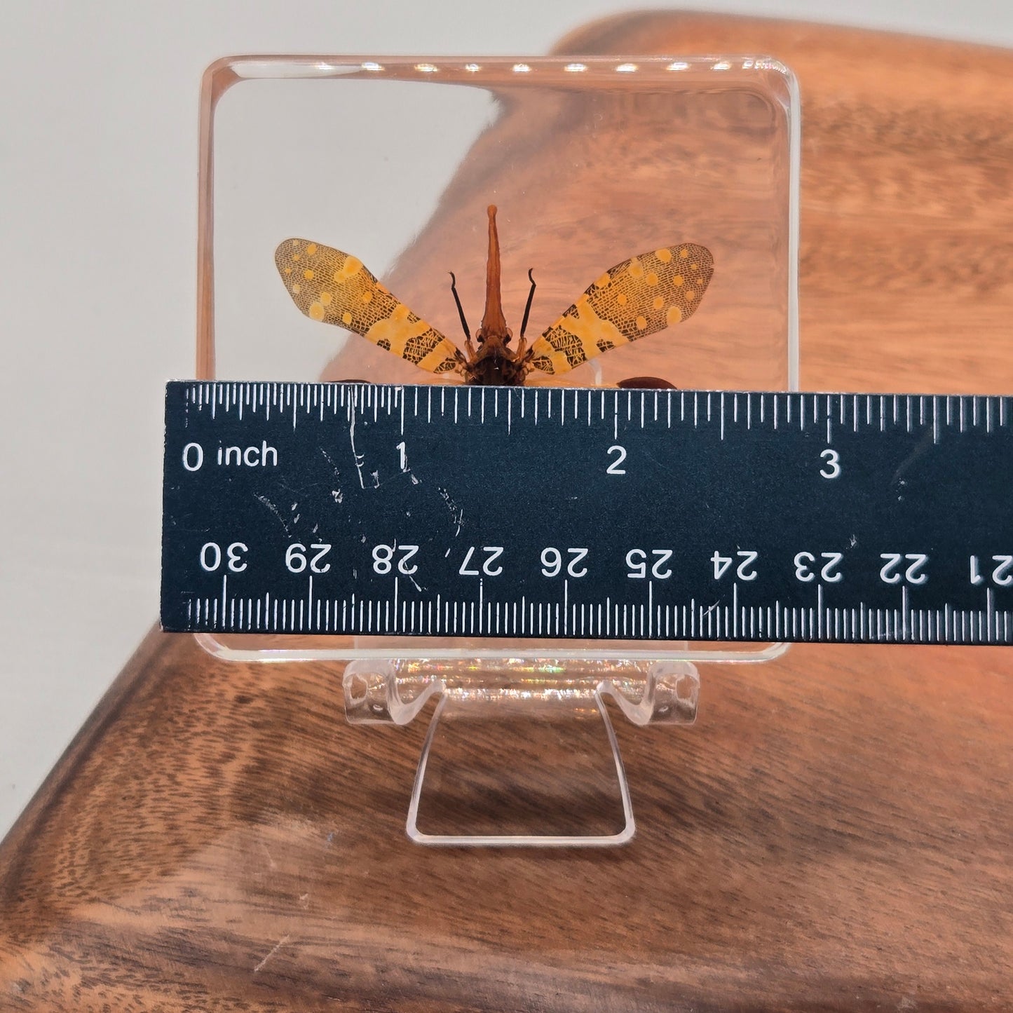 Resin Lanternfly