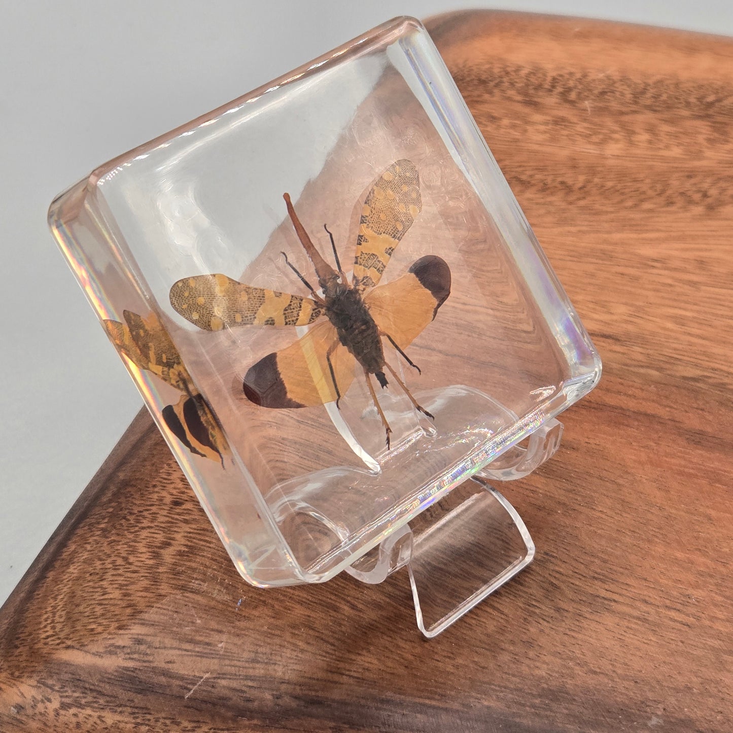 Resin Lanternfly
