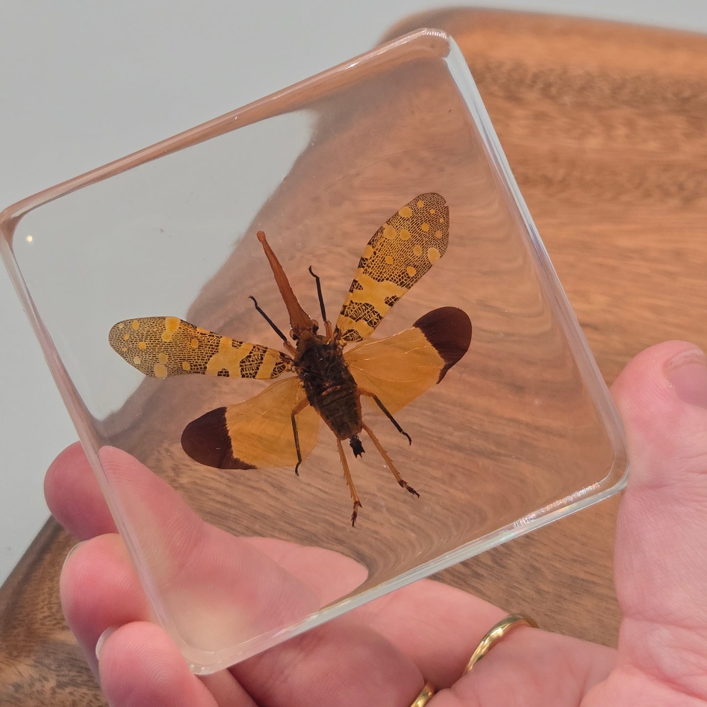 Resin Lanternfly