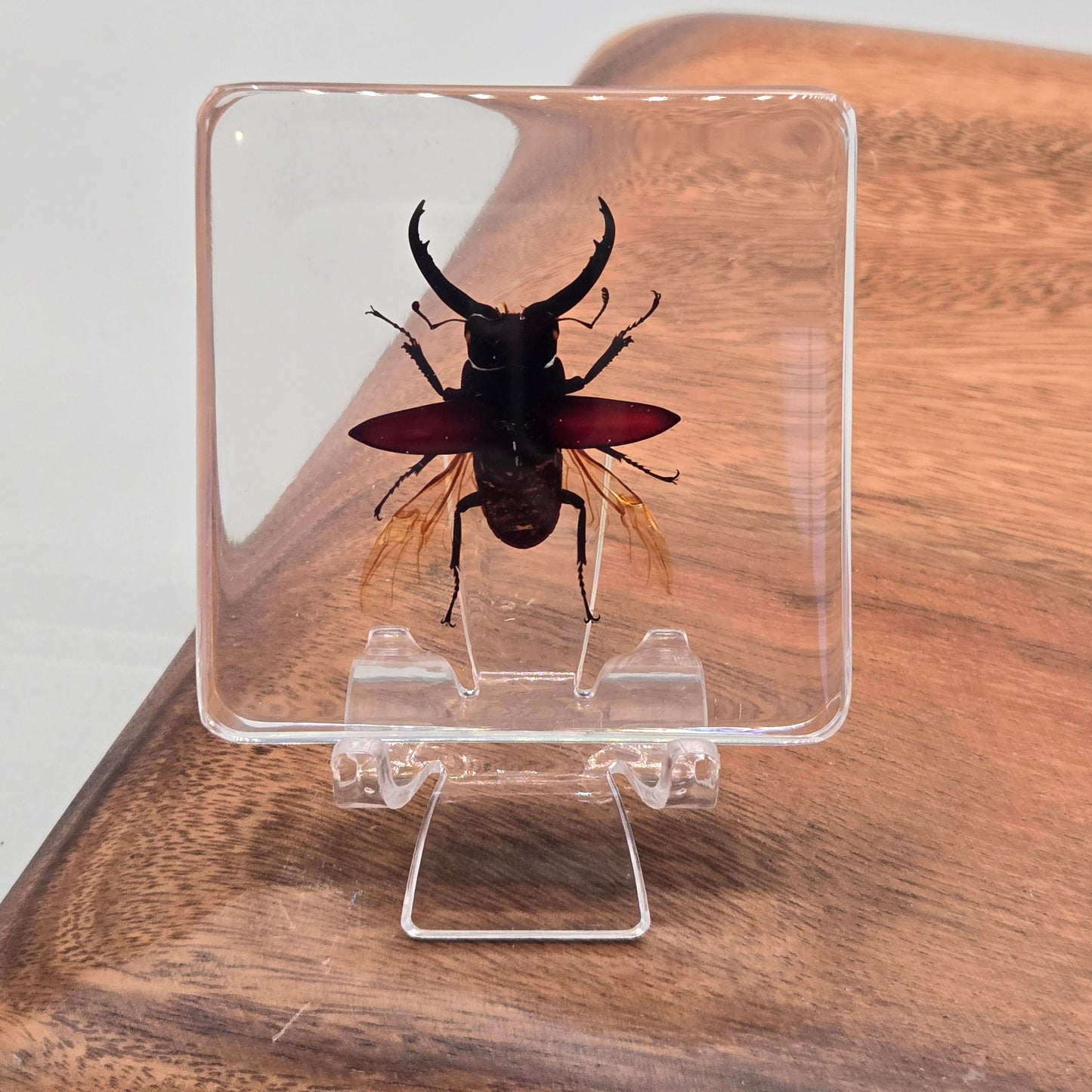 Resin Giant Stag Beetle