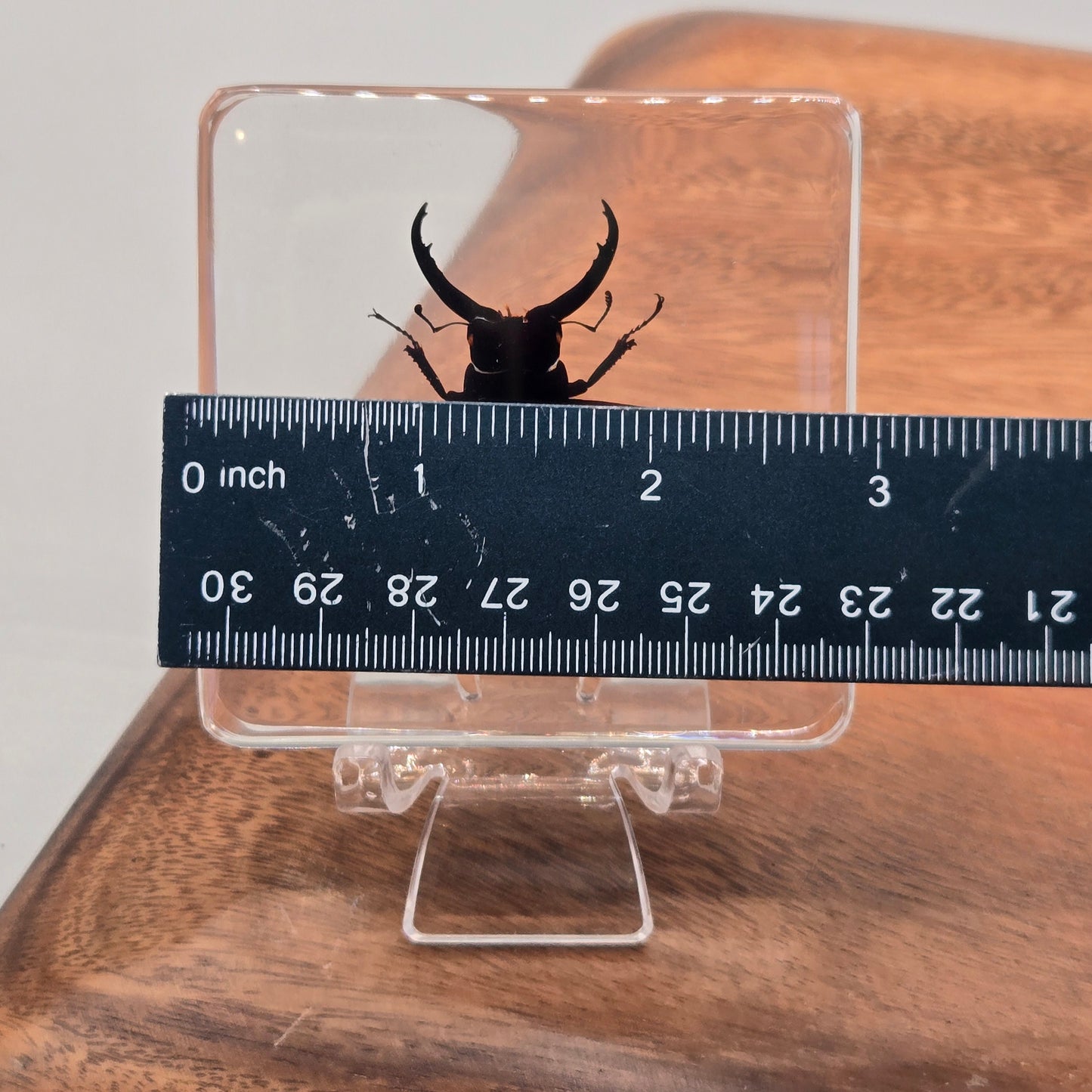 Resin Giant Stag Beetle