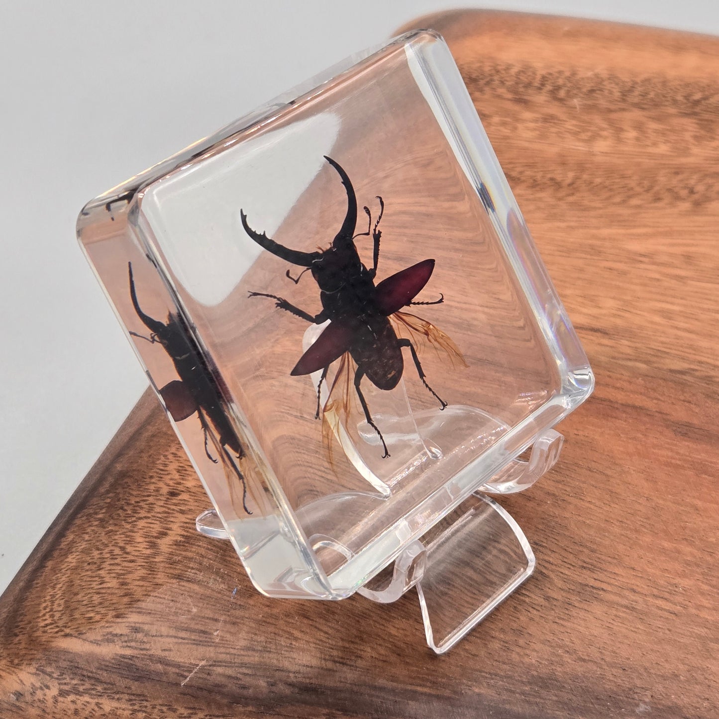 Resin Giant Stag Beetle