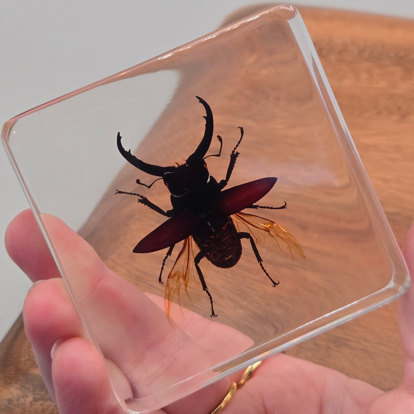 Resin Giant Stag Beetle