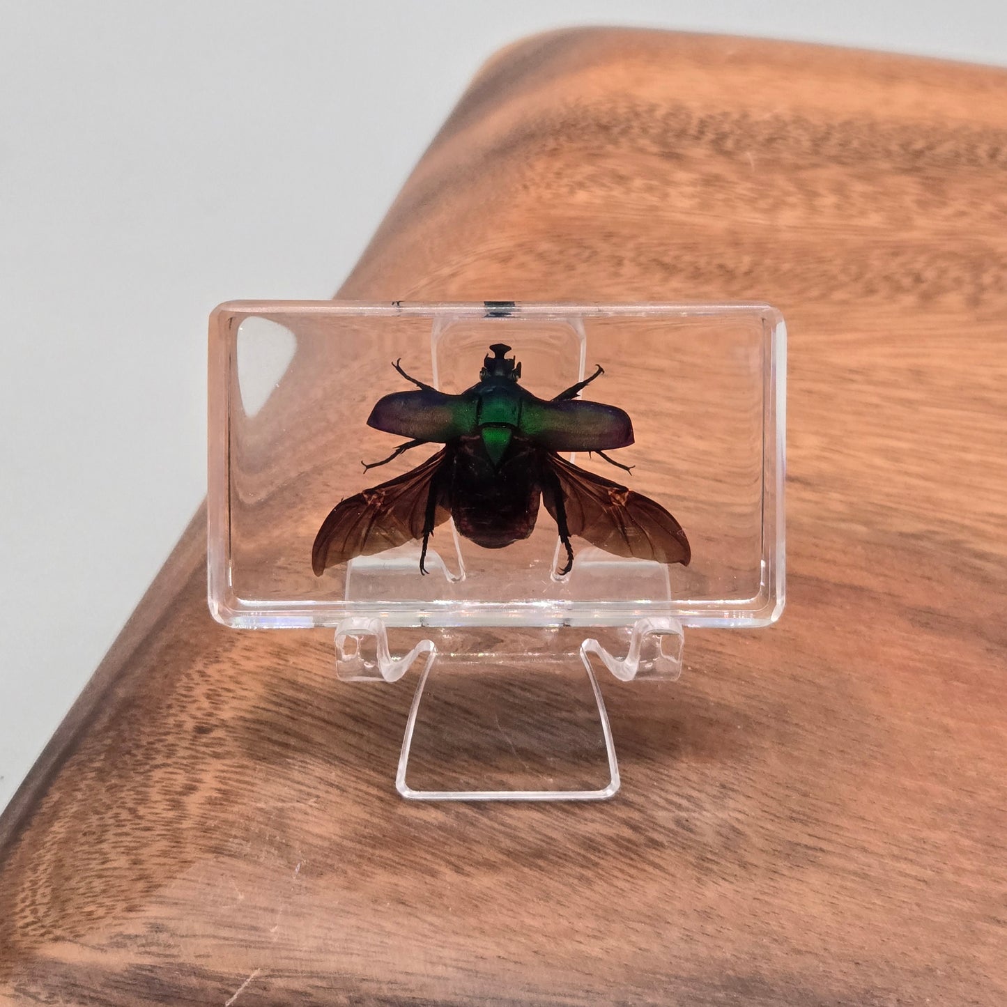 Resin Rose Chafer Beetle