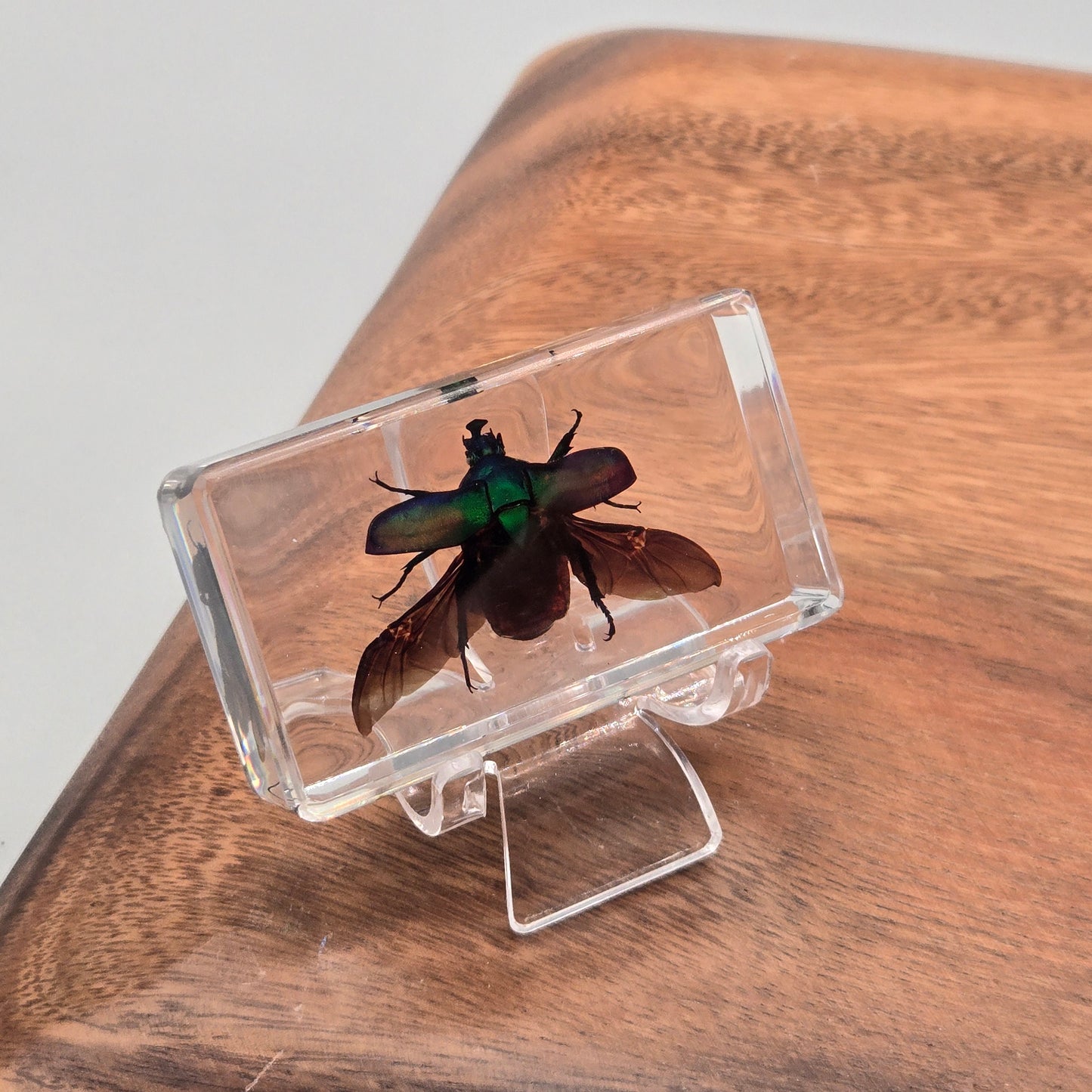 Resin Rose Chafer Beetle
