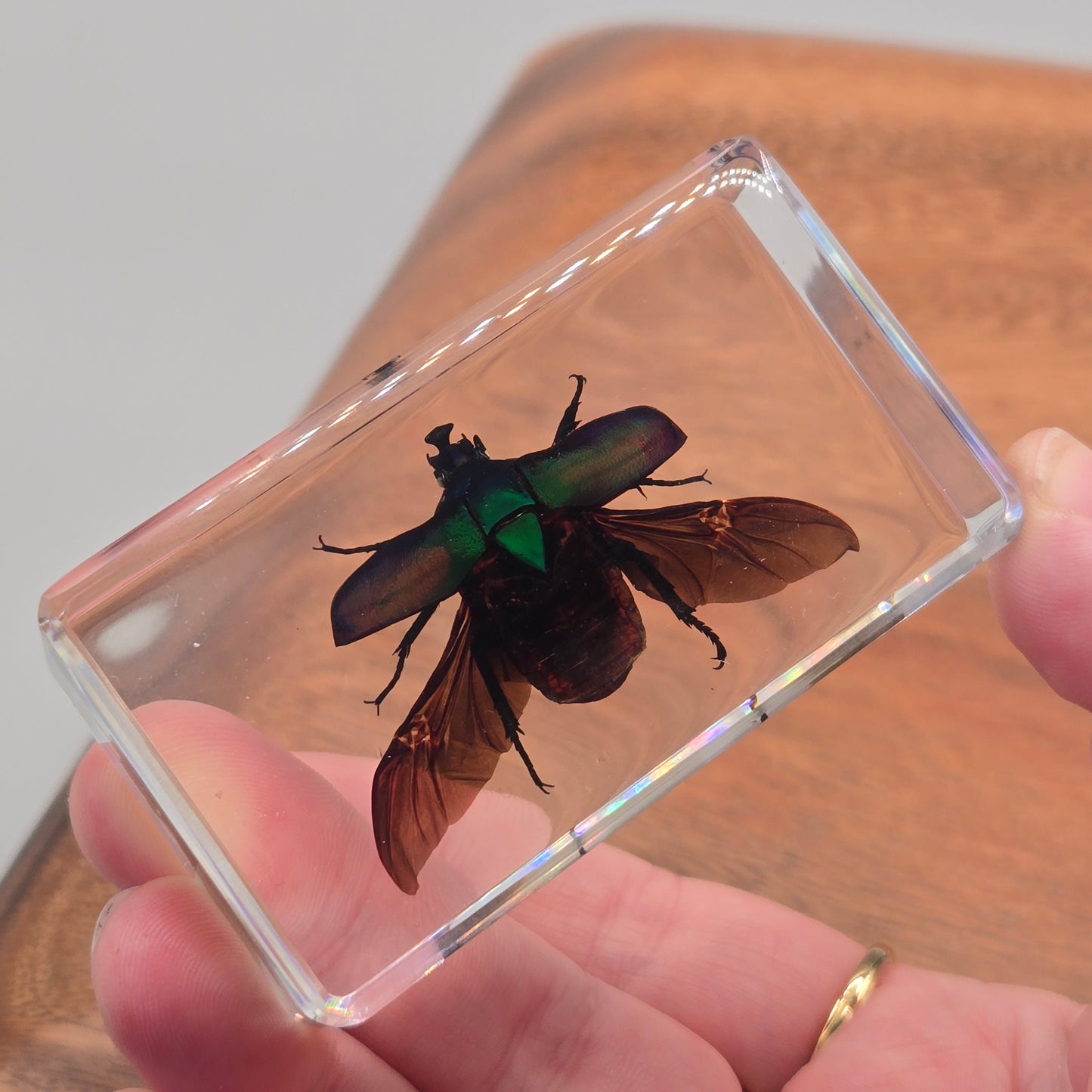 Resin Rose Chafer Beetle