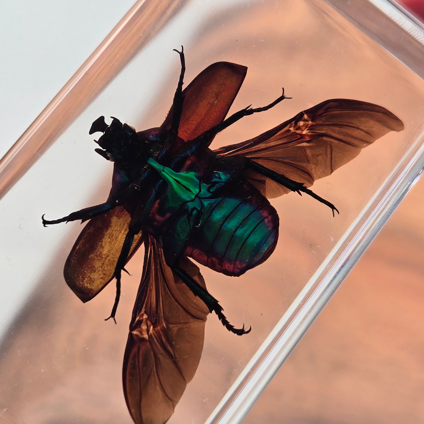 Resin Rose Chafer Beetle