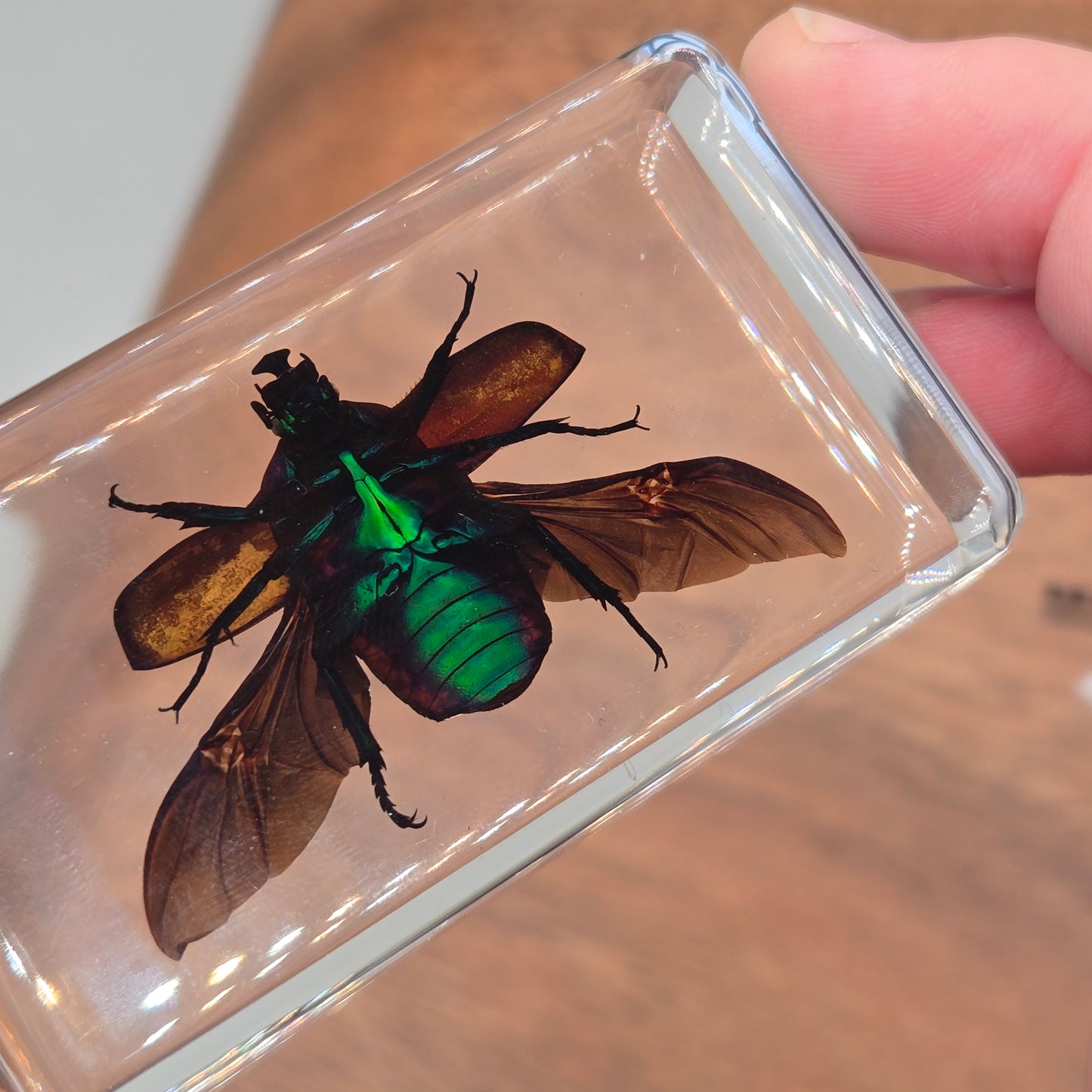 Resin Rose Chafer Beetle