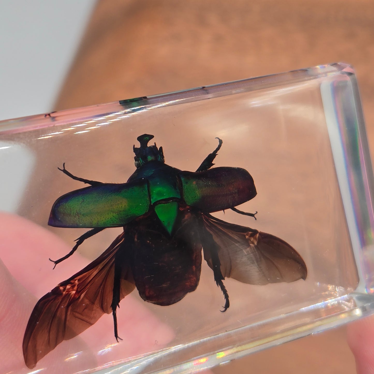 Resin Rose Chafer Beetle