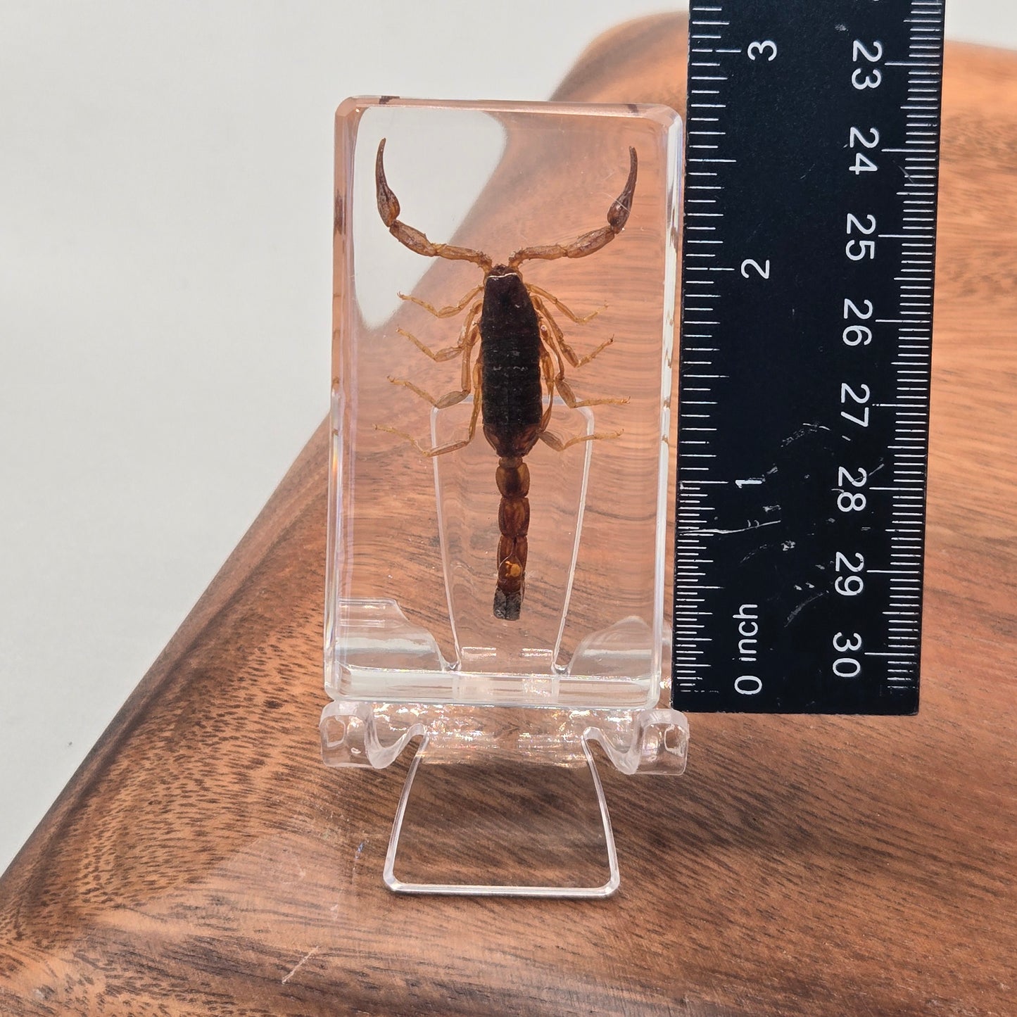 Resin Chinese Golden Scorpion