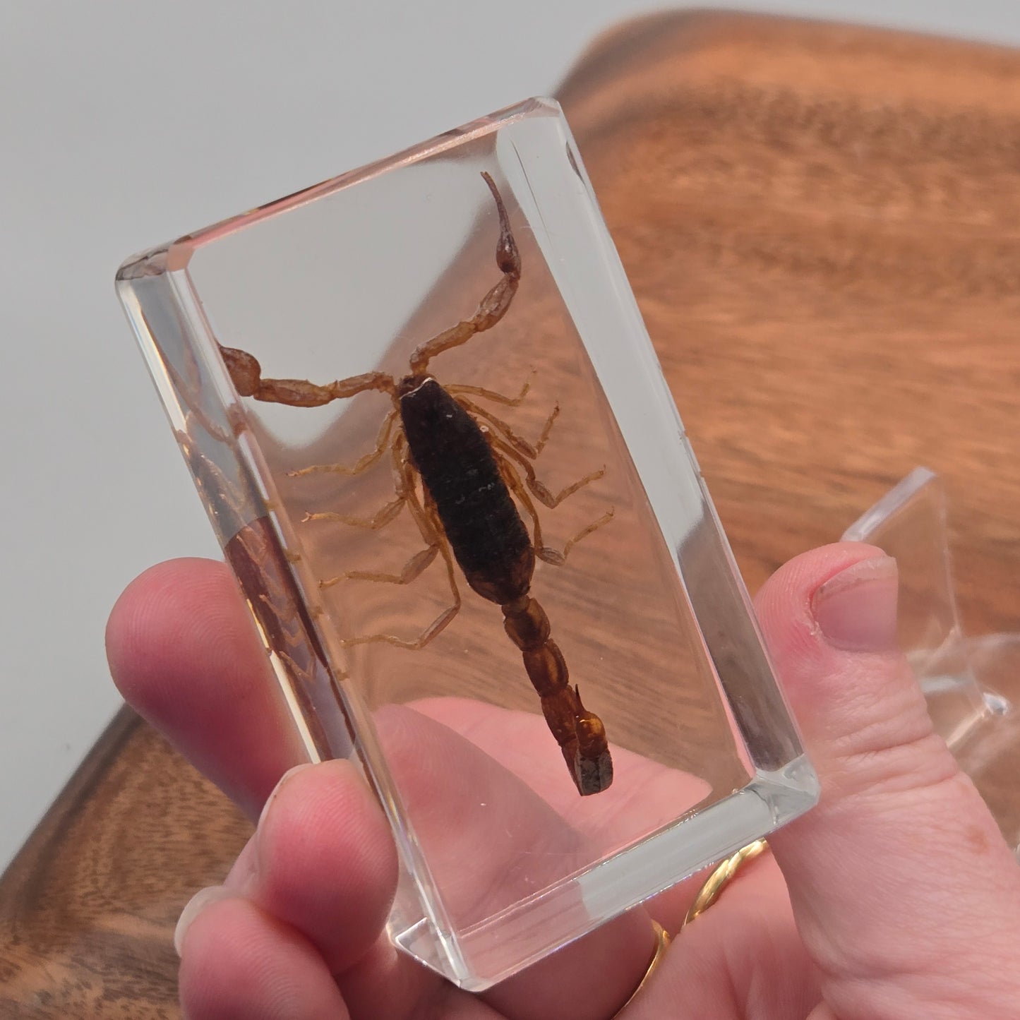 Resin Chinese Golden Scorpion