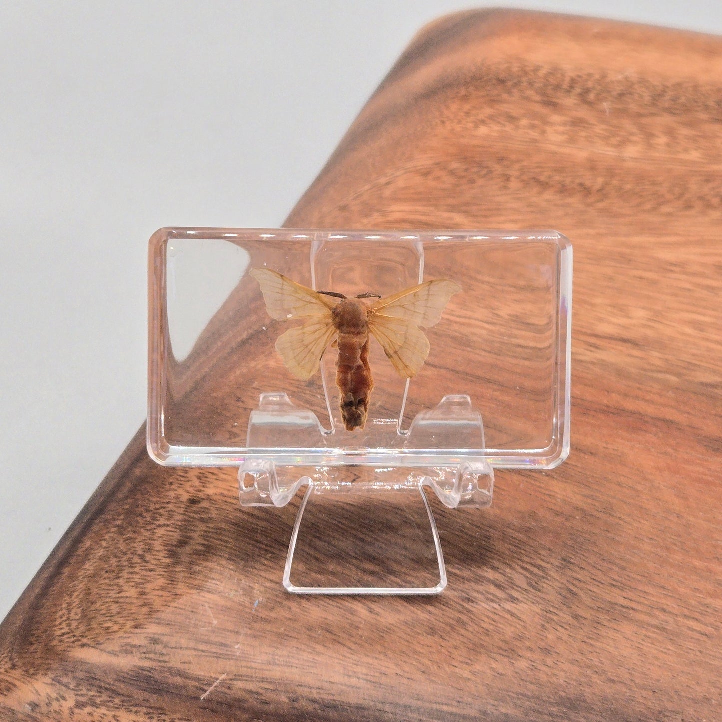 Resin Silkworm Moth