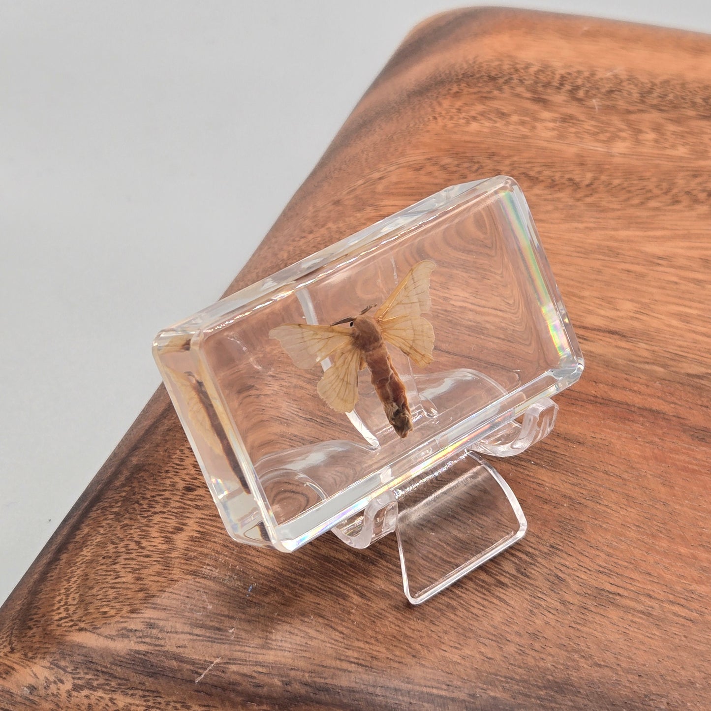 Resin Silkworm Moth